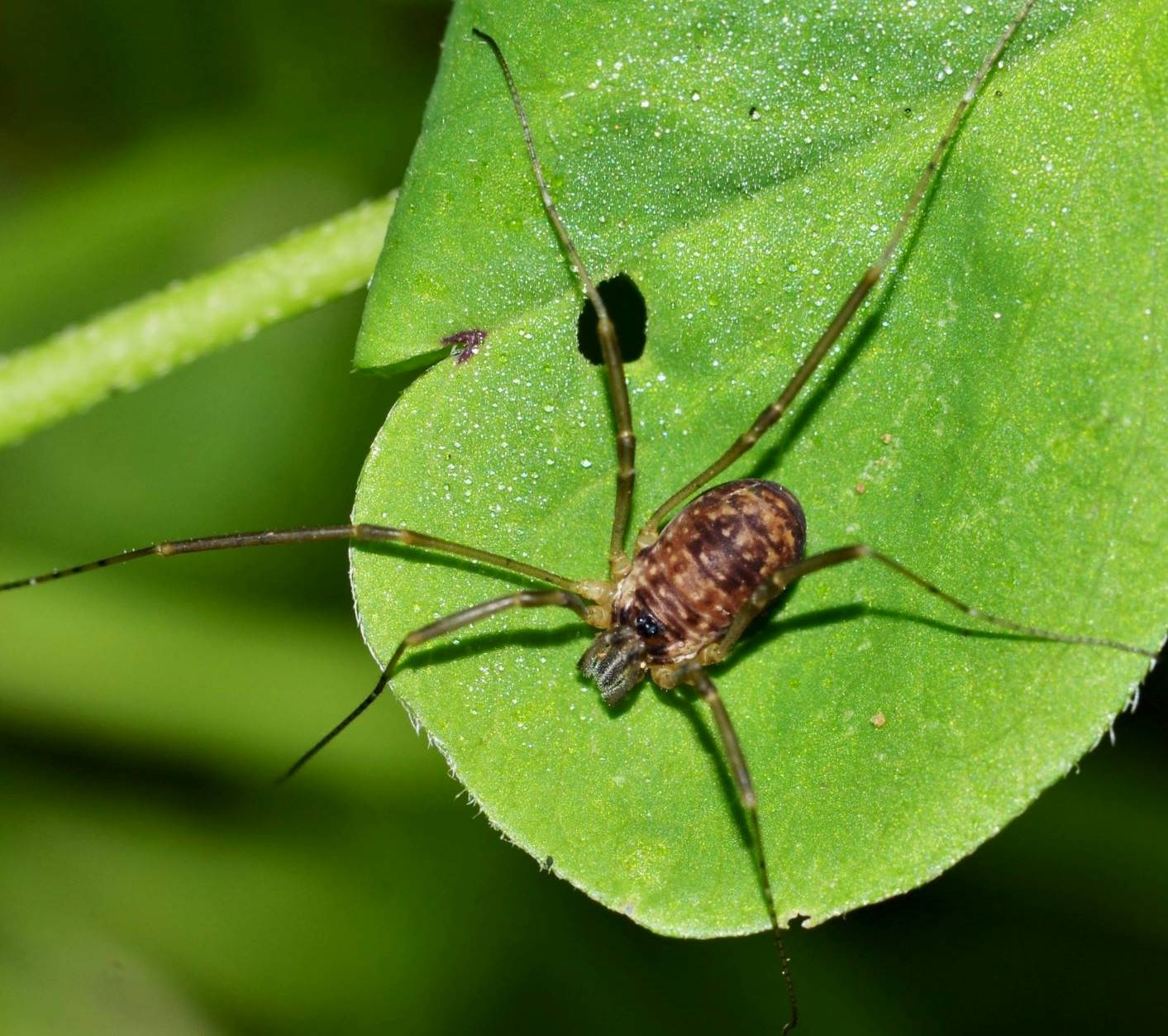 Dicranopalpus sp. - Phalangiidae